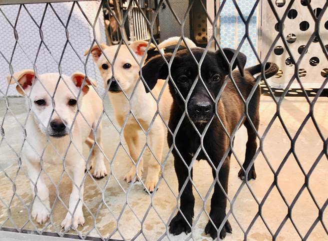 台中市动物之家后里园区将于4月4日开幕，目前进行试营运，50只犬猫已进驻。（陈淑娥摄）