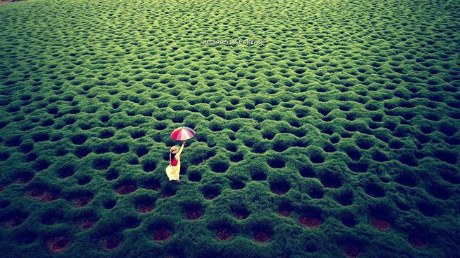 黄一盛的「洞洞草原」空拍作品暴红，去年更登上日本TBS电视台节目。（黄一盛提供）