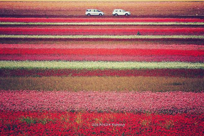 黄一盛在太保有机稻米专区，拍摄如千层派蛋糕的花海风貌。（黄一盛提供）