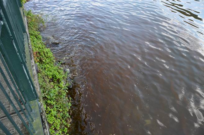 鯉魚潭面紅色的油汙現象，確認是葡萄球藻的藻華現象，藻類是無毒的，已拉起吸油棉防止擴散。（王志偉攝）