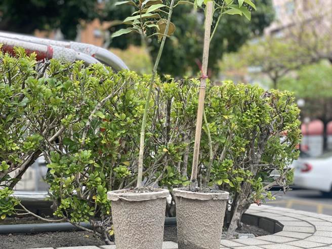 植樹節即將到來，林務局台東林區管理處首場贈樹苗活動6日在台東森林公園舉辦，首度嘗試以紙盆代替塑膠盆。(蔡旻妤攝)