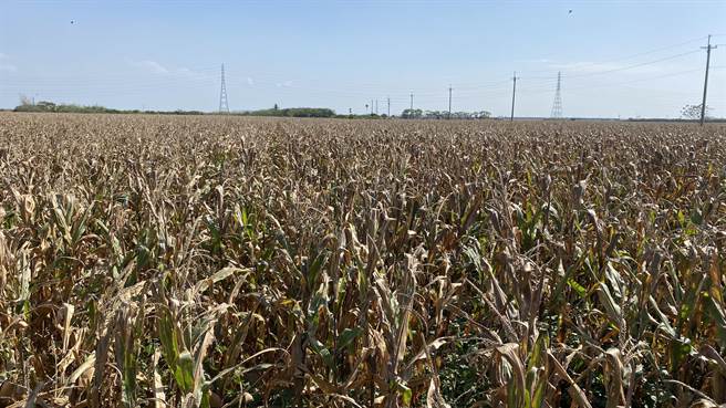 秋行军虫难防治，中央宣布7月起将不补助喷药、工资，农民得自主管理，学习与秋行军虫和平共处，引起农民恐慌，台南盐水区农会将向政府争取专案补助。（庄曜聪摄）