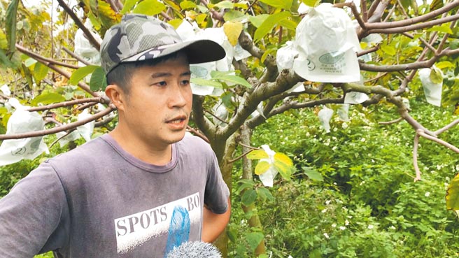 台东凤梨释迦果农嘆收购价跌2成，但台东县府农业处澄清无此情形。（蔡旻妤摄）