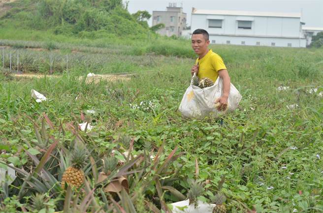 「台南关庙凤梨王子」杨宇帆。（图片摘自杨宇帆脸书）
