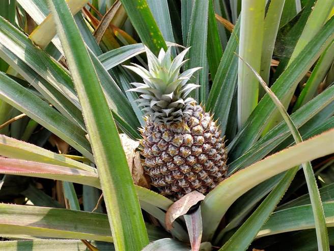 凤梨。（示意图，资料照片）