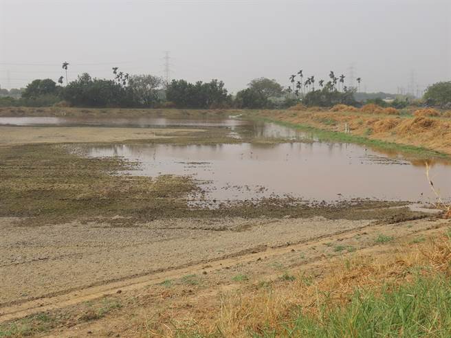 天旱缺水，台南官田水雉生态教育园区内11座生态池，目前仅有未对外开放的核心区有蓄水，且水量不多，一期作停灌，嘉南大圳未放水，目前园区也只能靠抽取井水应急。（庄曜聪摄）