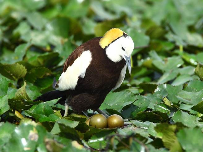 再过不久就是水雉繁殖期，但因缺水，菱角田种植面积可能受到影响，南市府农业局将研议因应方案，避免二期菱角作物停灌，也评估从埤塘引水维护水雉栖地。（台南市政府农业局提供／庄曜聪台南传真）