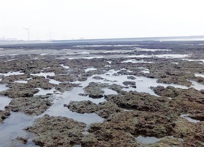 藻礁。（资料照片）