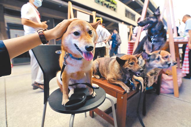 目前台灣14歲以下孩童為296萬人，而2019年全國犬貓已超過250萬隻，估計2021年毛小孩將比真小孩還多。圖為台北世界動物日活動。（本報資料照片）