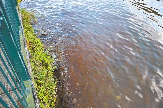 花莲知名景点鲤鱼潭最近水岸边出现大量暗红色漂浮物，疑遭油污污染，经确认是无毒的葡萄球藻。（王志伟摄）