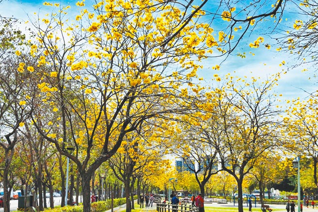 台中市建設局長陳大田說，各區花況再一周可達滿開狀態；想朝聖民眾務必掌握花期。（台中市政府提供／陳世宗台中傳真）