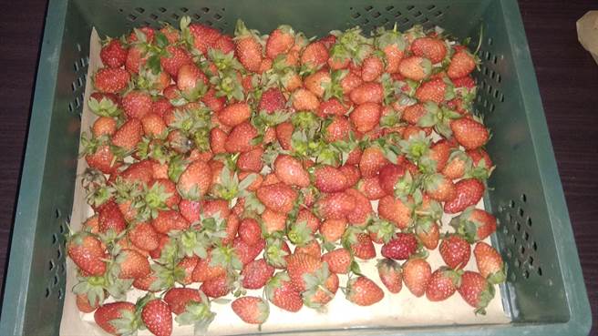 近日有位民眾分享，竟只花80元就買到一整籃草莓，對此詢問「有這麼便宜嗎？」不少內行人跳出來解釋原因。(摘自爆廢公社二館)