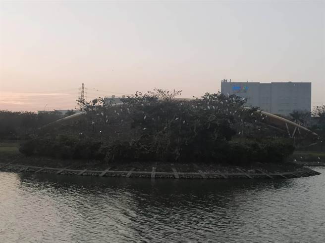 近来有民眾发现，台南科学园区的迎曦湖中小岛，黄昏时分都会飞来白鹭鸶栖息，越晚越多，细数竟有近百只，工业区内还有那么多鸟儿，让人啧啧称奇。（读者提供／庄曜聪台南传真）