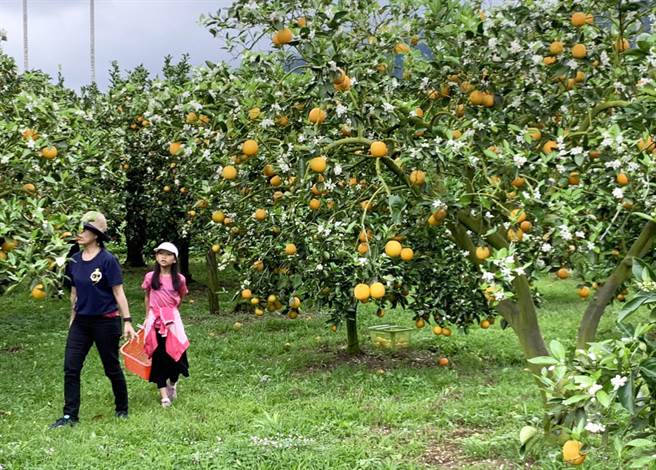 台东缺水没西部严重，泰源幽谷香丁果园结实累累。（庄哲权摄）