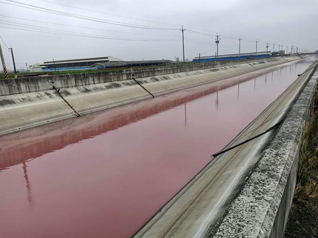 嘉义县朴子市鸭母寮大排牛挑湾段水面一片「红通通」，嘉义县环保局研判为水体优养化，产生藻类孳生所致。（张毓翎摄）