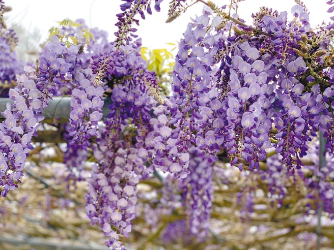 嘉義縣竹崎鄉中和村石棹長青居民宿紫藤已開花3至4成。（洪銀盛提供／張亦惠嘉縣傳真）