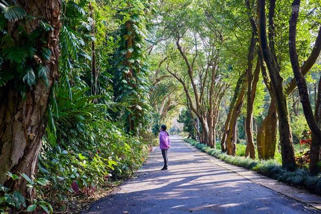 欣賞當季花卉外，園區內幾處綠色隧道：楊桐隧道、茶花隧道、油杉區、楓樹區等，也都是絕佳拍攝美照的景點。(圖／行遍天下提供)