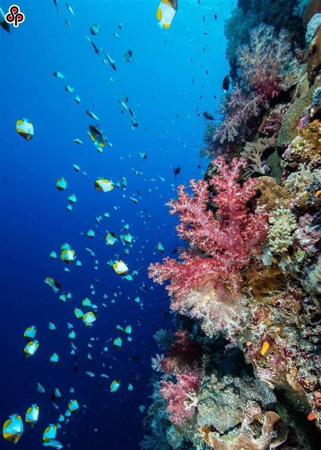 帛琉位于西太平洋地区，共有340座岛屿，拥有丰富的海洋资源。（图／本报系资料照）
