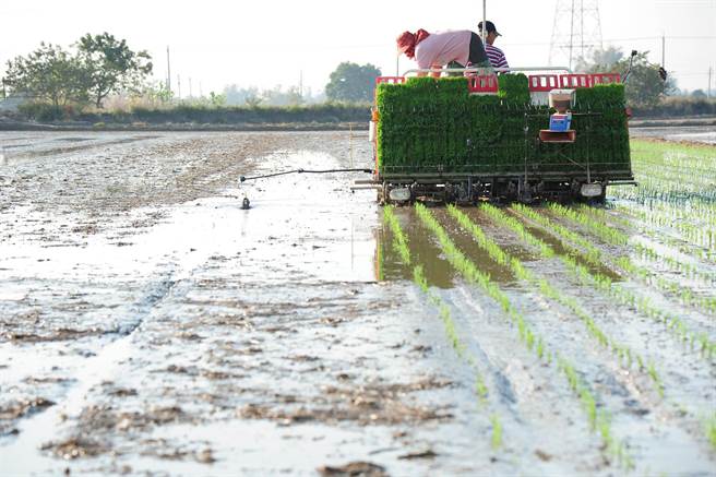 弘昌碾米工廠稻米今年持續銷日，但受到缺水、一期稻作休耕影響產量，整體後續銷量還有待觀察。（弘昌碾米工廠提供／莊曜聰台南傳真）