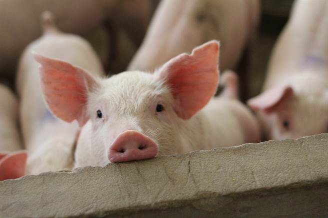 跟朱元璋撞姓這動物被迫改名特賜超萌新稱呼解危機 歷史 網推