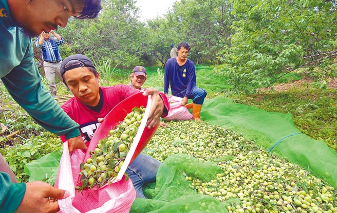 台东今年青梅产量比去年多出5倍，因有民间蜜饯加工厂收购，梅农安心採收 。（庄哲权摄）