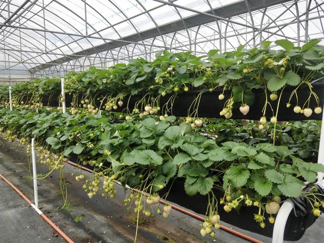 沐光农场草莓园主打日系草莓，梦幻白草莓吸引採果民眾目光。（陈淑娥摄）