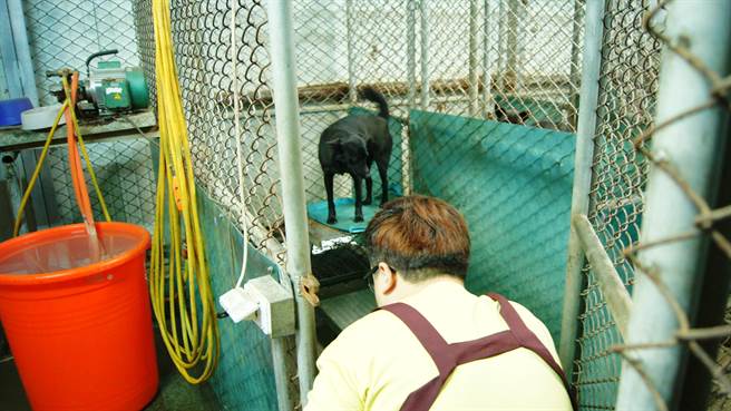 基隆市环保局近日推出「犬猫遗体专用纸箱」，未来流浪犬猫将能得到应有的尊重。（基隆市政府提供／陈彩玲基隆传真）