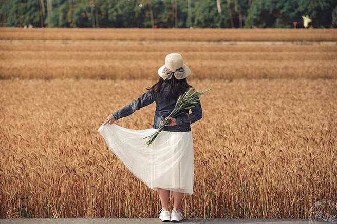 不一样的「花样」 台中游金色麦田风情画。（旅游经提供）