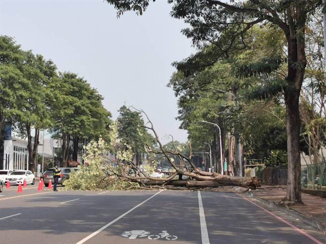 嘉義市大雅路發生約3樓高的大路樹倒塌，阻礙交通，警方指揮交安。（嘉義市環保局提供）