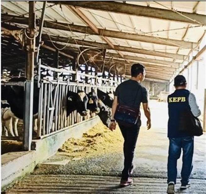 高雄桥头丰祥路排沟日前被人发现布满牛粪尿，查获当地养牛牧场涉嫌乱排。（环保局提供／曹明正高雄传真）