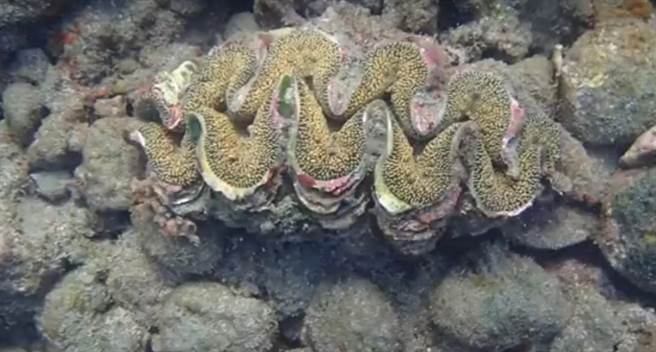 台东县去年在富山渔业资源保护区放流了51颗砗磲贝，经过1年保育，目前仍存活47颗，存活率高达9成。（台东县政府农业提供／蔡旻妤台东传真）