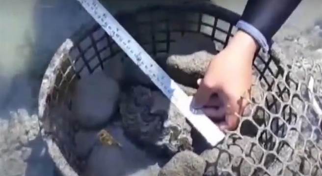 台东县去年在富山渔业资源保护区放流了51颗砗磲贝，经过1年保育，目前仍存活47颗，存活率高达9成。（台东县政府农业提供／蔡旻妤台东传真）