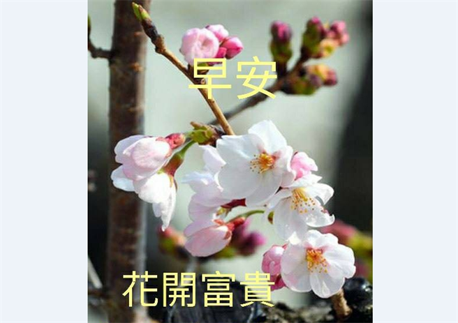 近来网路疯传，3月1日起只要传送早安、晚安等各类型的「长辈图」都要收费，让一堆人吓得赶紧收回。(图/读者提供)