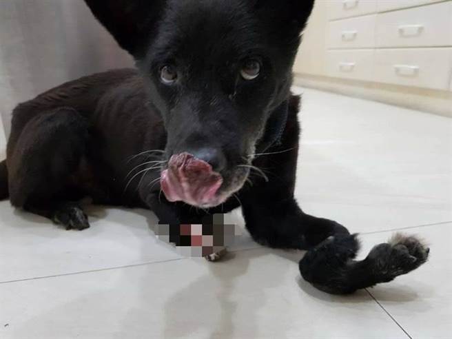 这只黑狗3只脚都断了，右前脚露出白骨。（海爸提供／王志伟花莲传真）