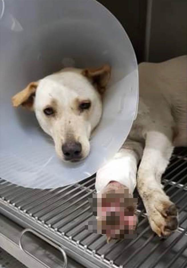 误触陷阱的狗不计其数，海爸、许峰铭等爱狗人士痛批，政府放任置放陷阱，残害流浪狗。（海爸提供／王志伟花莲传真）