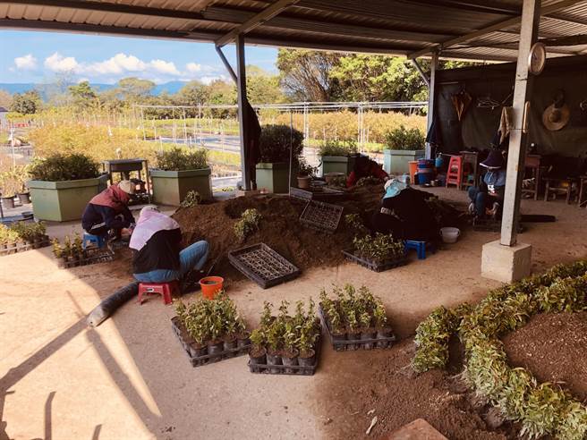 基隆市政府110年度植树月活动开跑，举办「发票换树苗」活动。（基隆市政府提供／陈彩玲基隆传真）