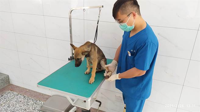 苗栗縣動物保護防疫所呼籲飼主落實飼養責任，棄養動物者可依動物保護法規定處3萬元以上15萬元以下罰鍰。（苗栗縣政府提供／何冠嫻苗栗傳真）