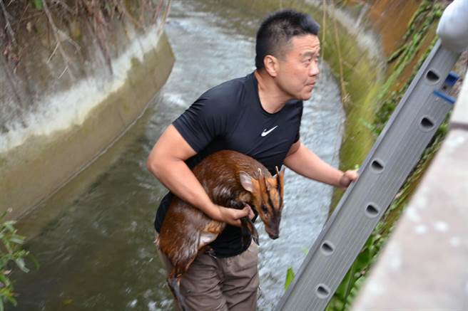▲1隻山羌掉落關山大圳，台東林管處森林護管員林易均「即刻救援」 。（青農提供／莊哲權台東傳真）