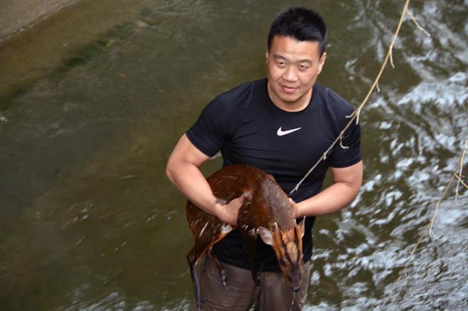 ▲1隻山羌掉落關山大圳，台東林管處森林護管員林易均「即刻救援」 。（青農提供／莊哲權台東傳真）