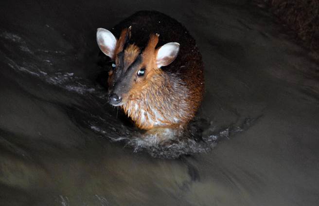▲1隻山羌掉落關山大圳，台東林管處森林護管員林易均「即刻救援」 。（青農提供／莊哲權台東傳真）