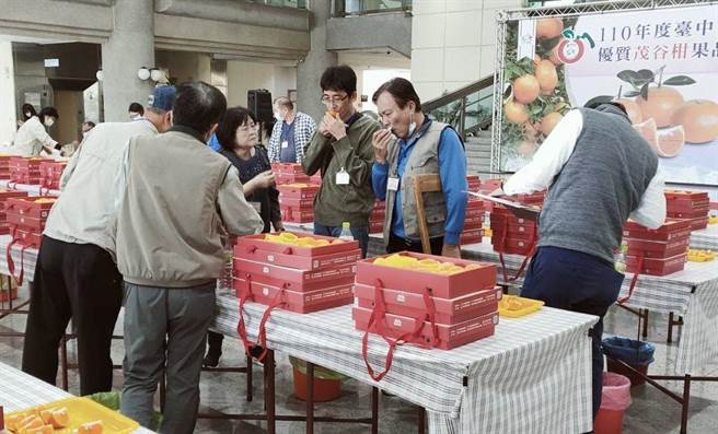 评审委员根据茂谷柑外观、风味肉质及甜度等项目逐一评选。（王文吉摄）