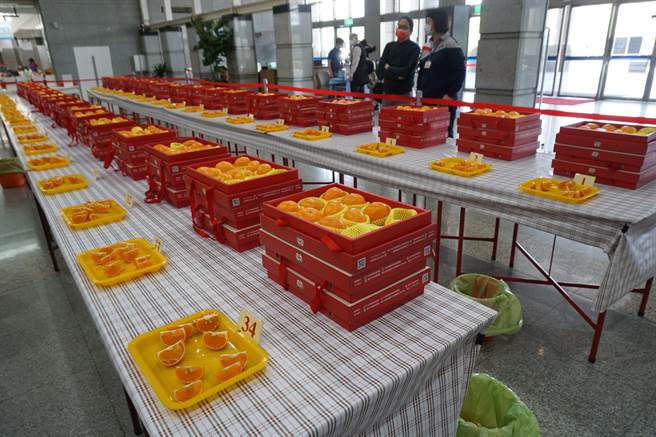 台中市农业局举办2021年优质茂谷柑果品评鑑，共有60组农友参赛。（王文吉摄）