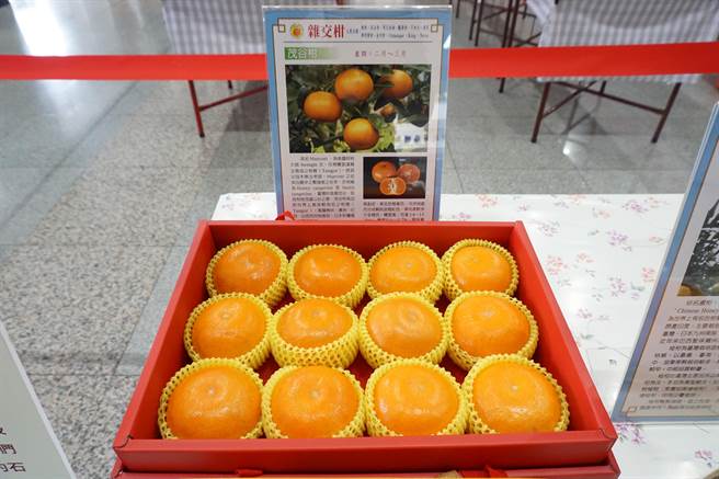 台中茂谷柑种植面积、年产量居全台第一，产地集中在东势、石冈及新社等，面积达552公顷。（王文吉摄）