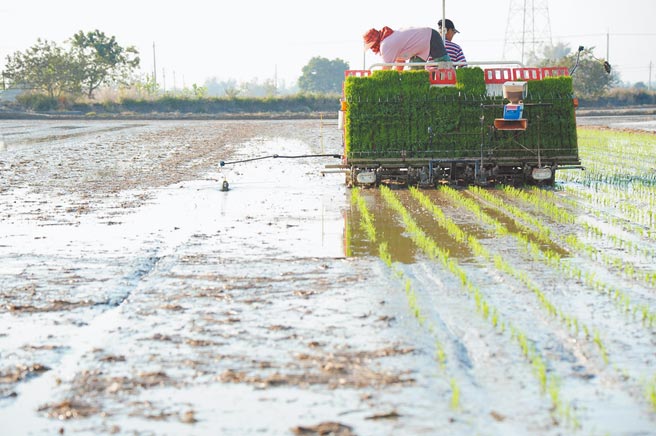 台南弘昌碾米工厂稻米今年持续销日，但受到缺水、一期图宽稻作休耕影响产量，整体销量还有待观察。（弘昌碾米工厂提供／庄曜聪台南传真）
