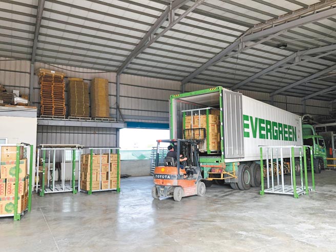 农粮署辅导二崙大蒜生产合作社、二崙果菜生产合作社外销高丽菜出口，9日有美国加州2货柜、新加坡1货柜、日本1货柜，共80公吨。（周丽兰摄）