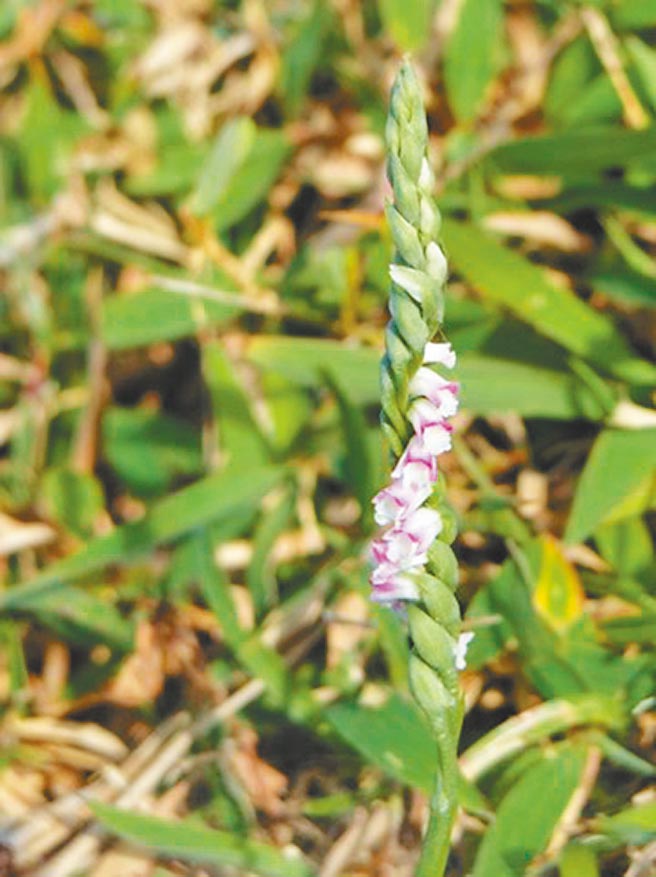 瀕臨絕種的「綬草」，又稱清明草，近日在九棚鼻頭草原漸漸開花。（念吉成提供／謝佳潾屏東傳真）