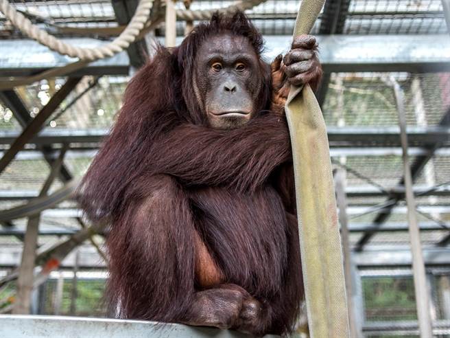婆罗洲人猿「小乙」准备在今年5月产下二宝(图/台北市立动物园提供)