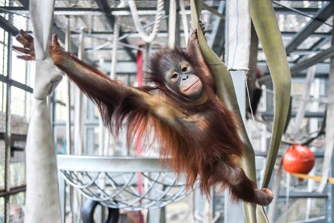 「小乙」的第一胎宝宝「乙森」目前6岁，现在仍和妈妈一起生活。(图/台北市立动物园提供)