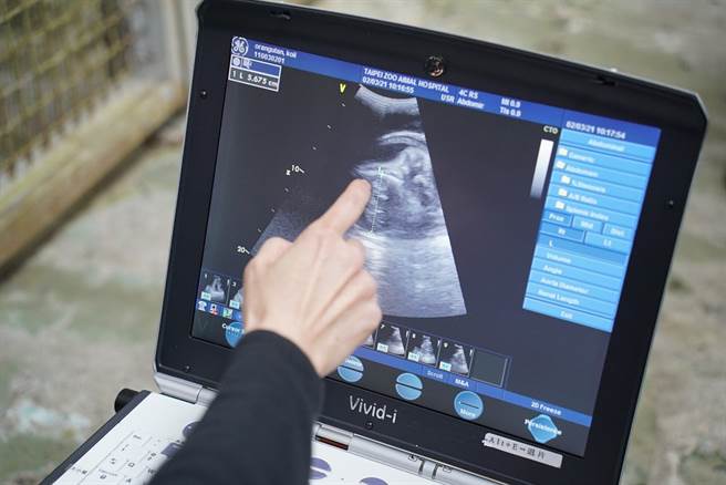 个月的健检结果都指出宝宝正在健康成长，预产期约落在今年的5月。(图/台北市立动物园提供)