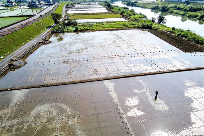 「玉叶田蛙」今天开始布点插秧作业，预计4月底图案就会呈现。（李忠一摄）